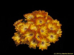 Sulcorebutia tarabucoensis v. callecallensis L389 2222